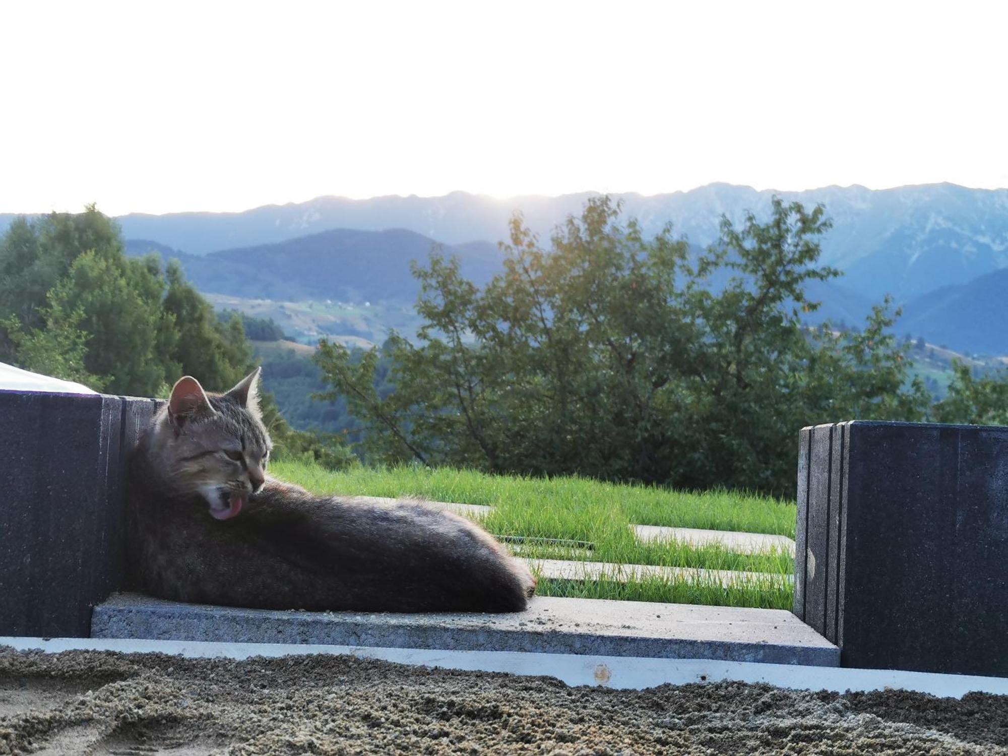 Glamping Zazen Hotel Drumu Carului Exterior photo